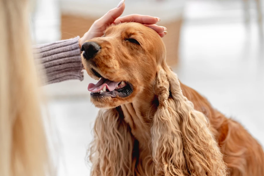 dog grooming drying box